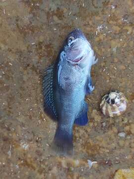 Image of New Zealand bluefish