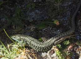 Image of Iberolacerta monticola monticola (Boulenger 1905)