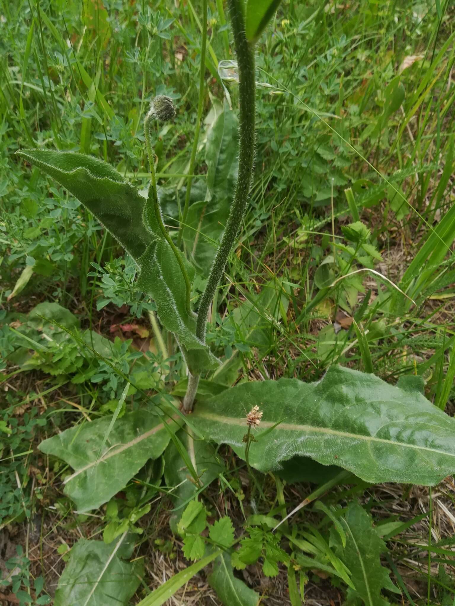 Imagem de Hypochaeris maculata L.