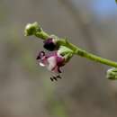 Image of dog figwort