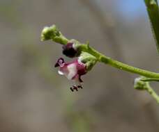 Scrophularia canina subsp. canina resmi