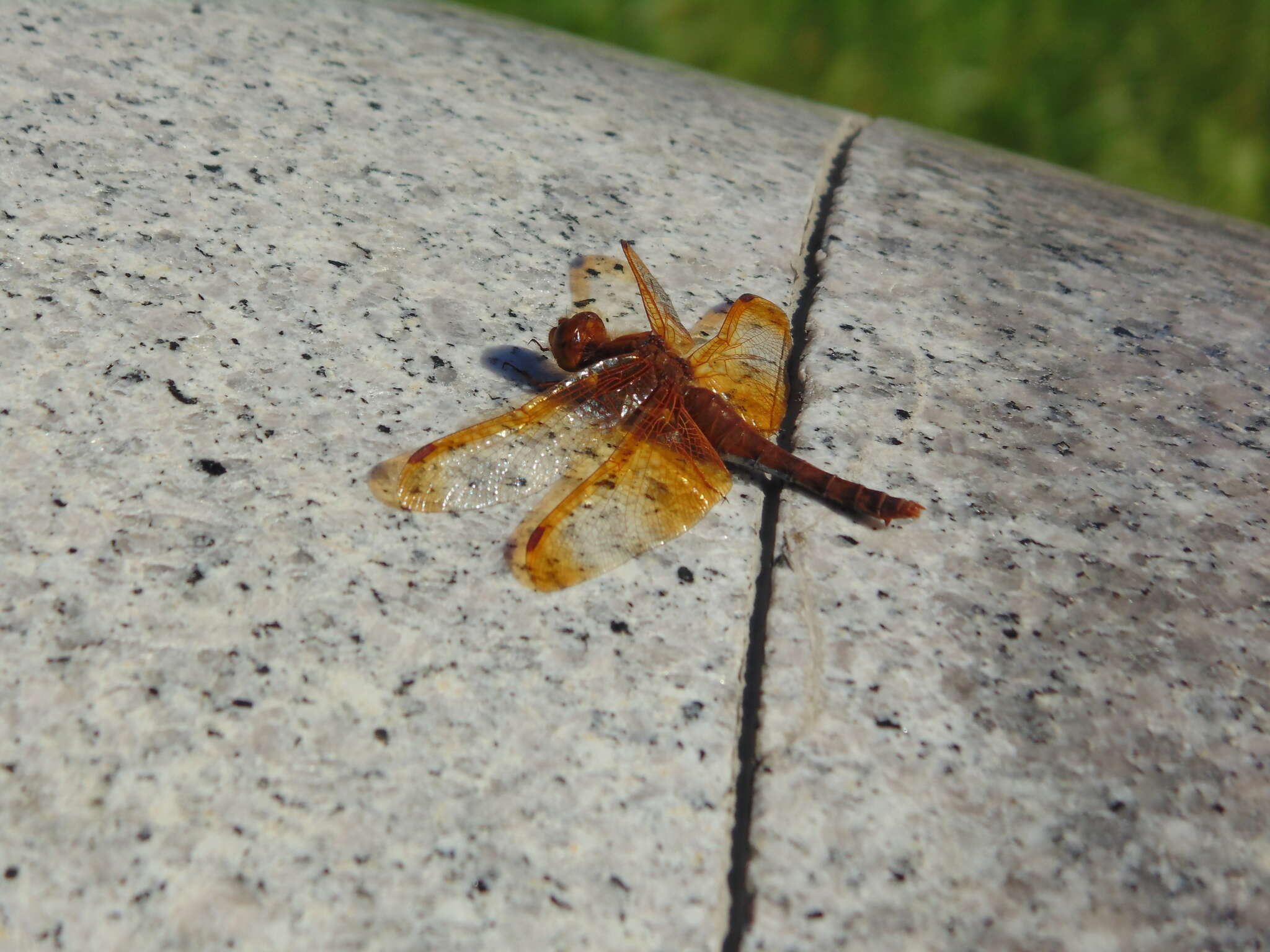 Image of Sympetrum croceolum (Selys 1883)