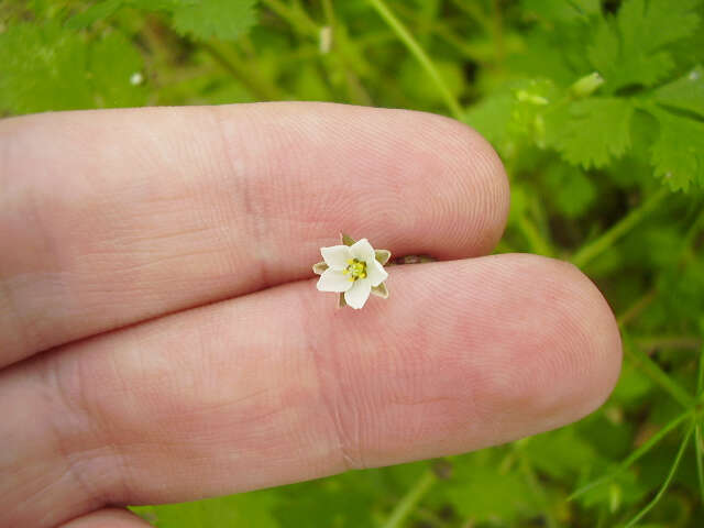 Image of corn spurrey