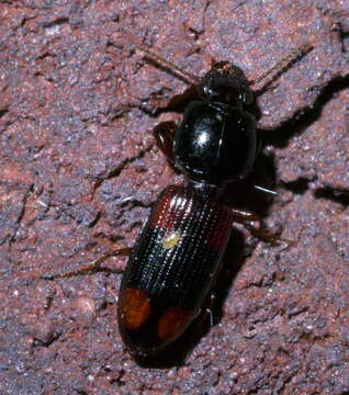 Image of Clivina (Paraclivina) bipustulata (Fabricius 1798)