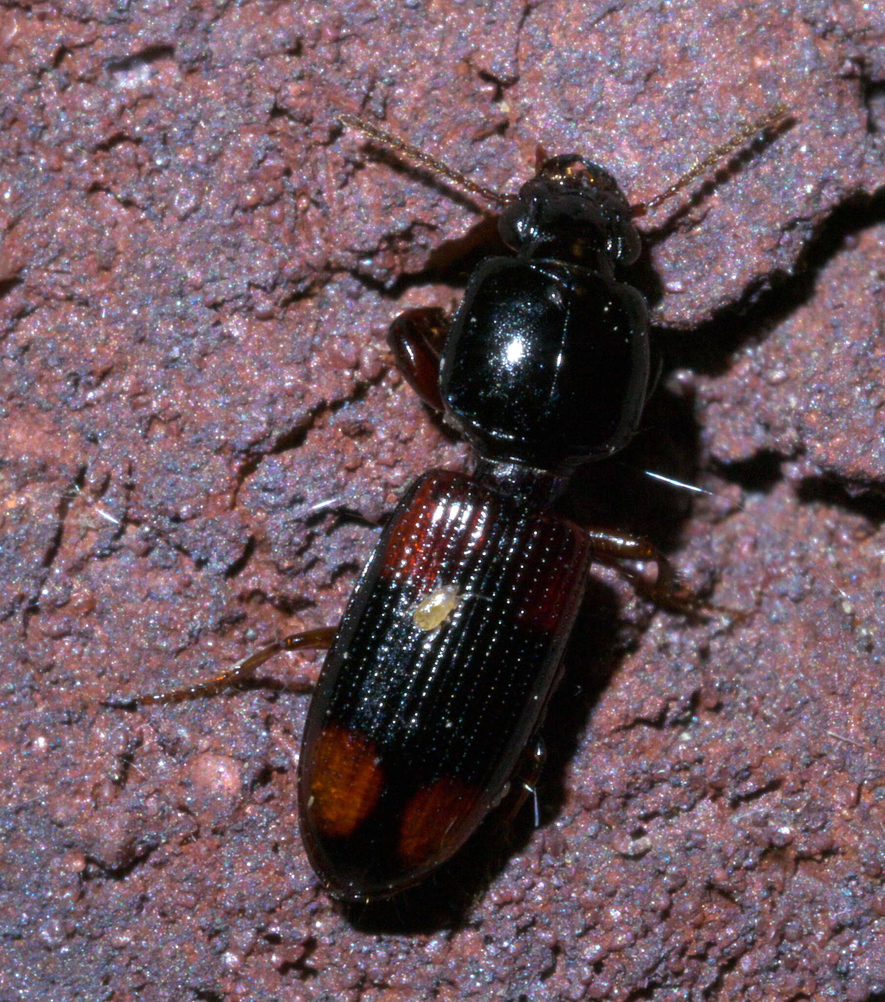 Clivina (Paraclivina) bipustulata (Fabricius 1798)的圖片