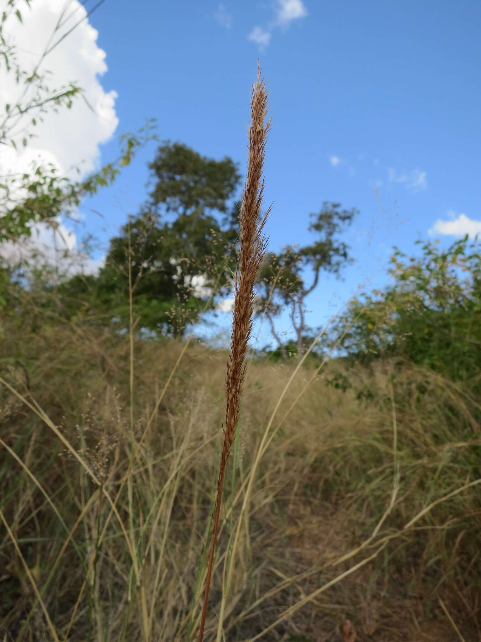 Plancia ëd Leptocarydion vulpiastrum (De Not.) Stapf