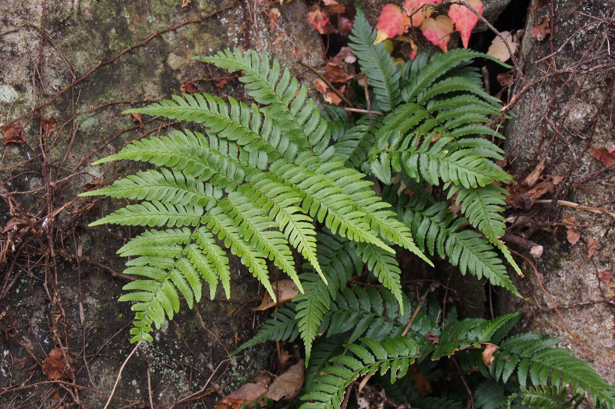 Image of Autumn fern