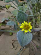 Image of Sand daisy