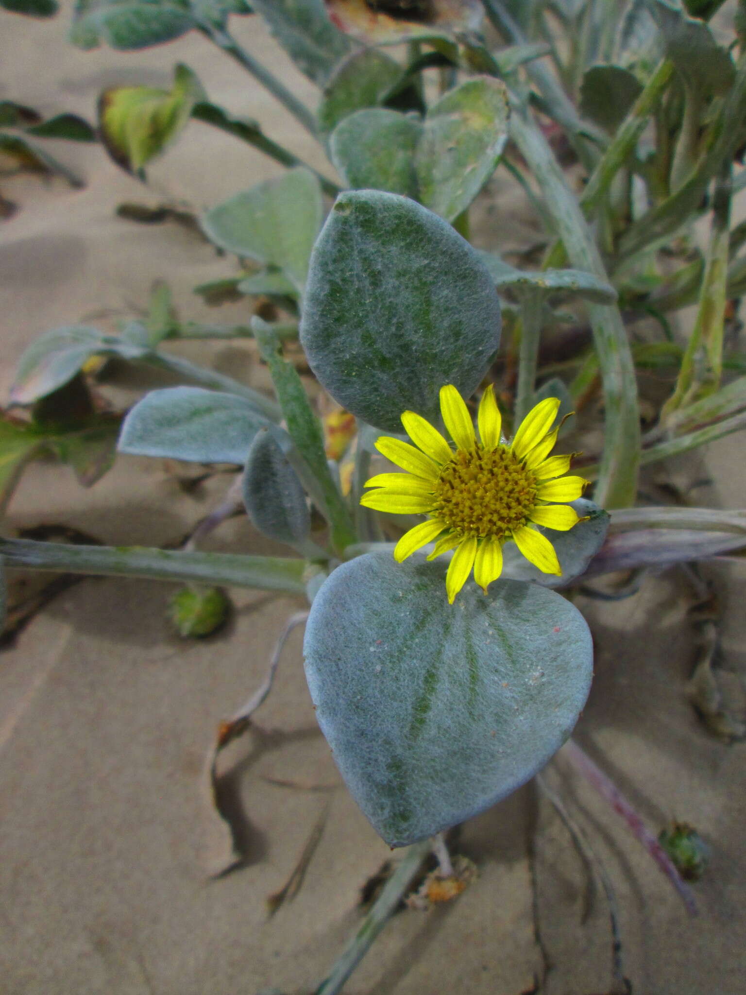 Слика од Arctotheca populifolia (Berg.) T. Norl.