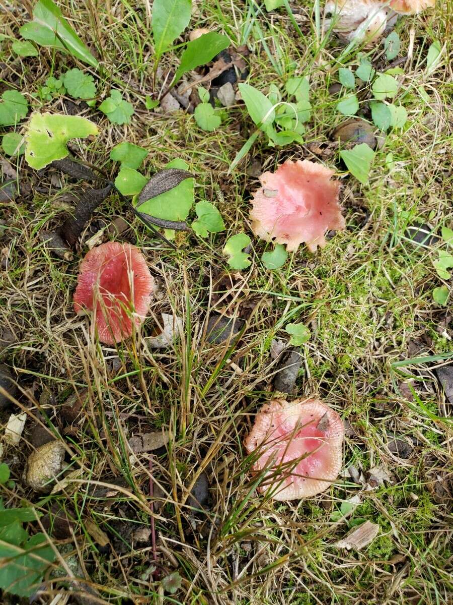 Image of Russula rubellipes Fatto 1998