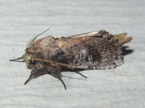 Image of Morning-glory Prominent