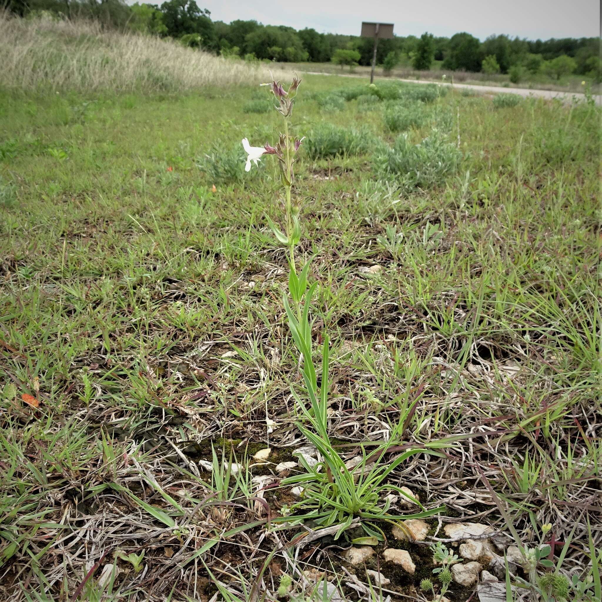 Image of Guadalupe beardtongue