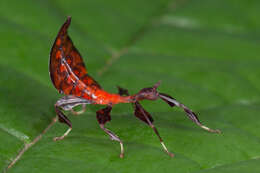 Image of Seychelles leaf insect