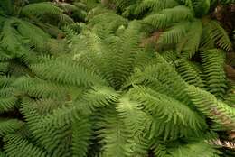 Image of Australian Tree Fern