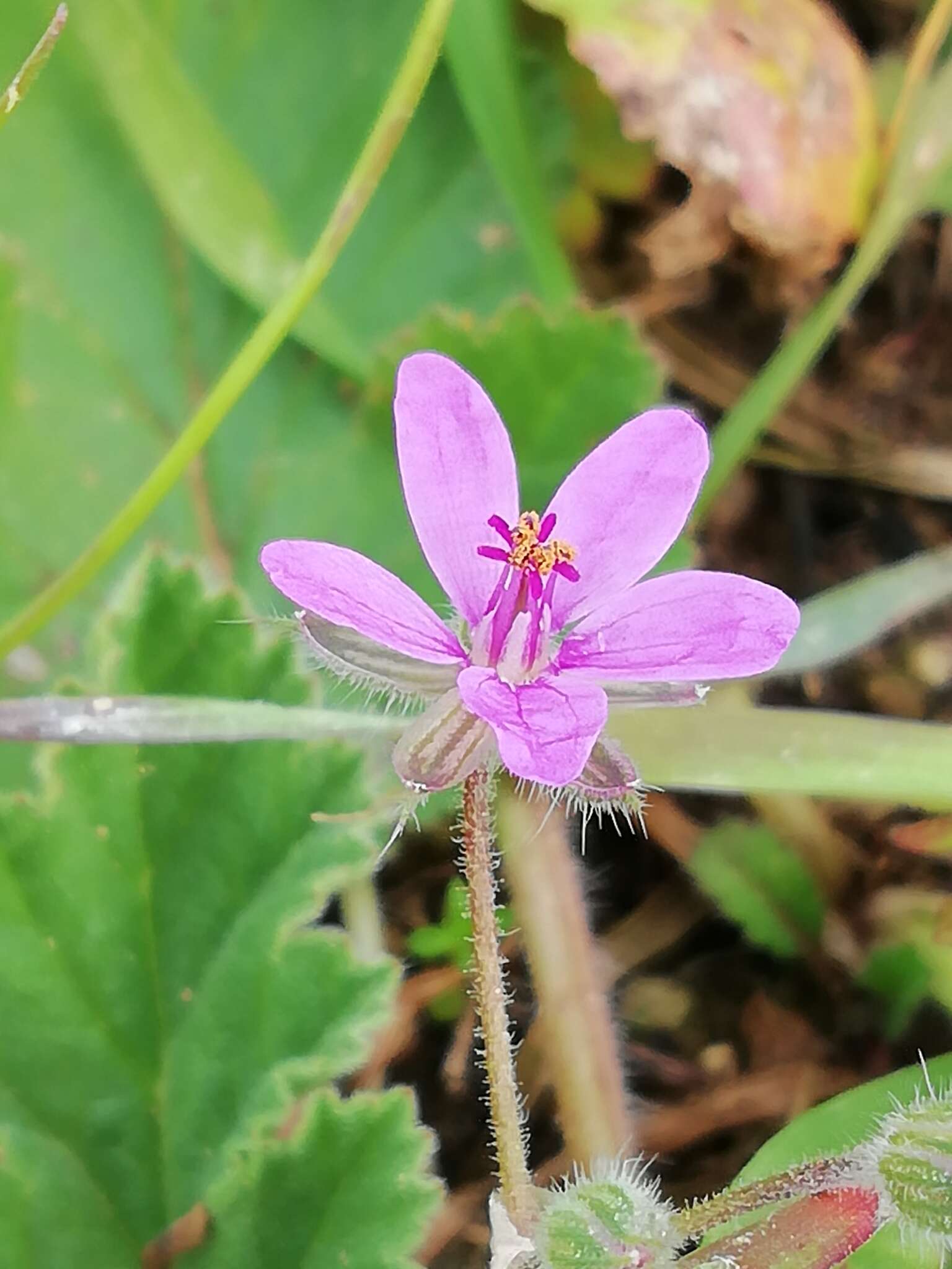 Imagem de Erodium malacoides (L.) L'Her.