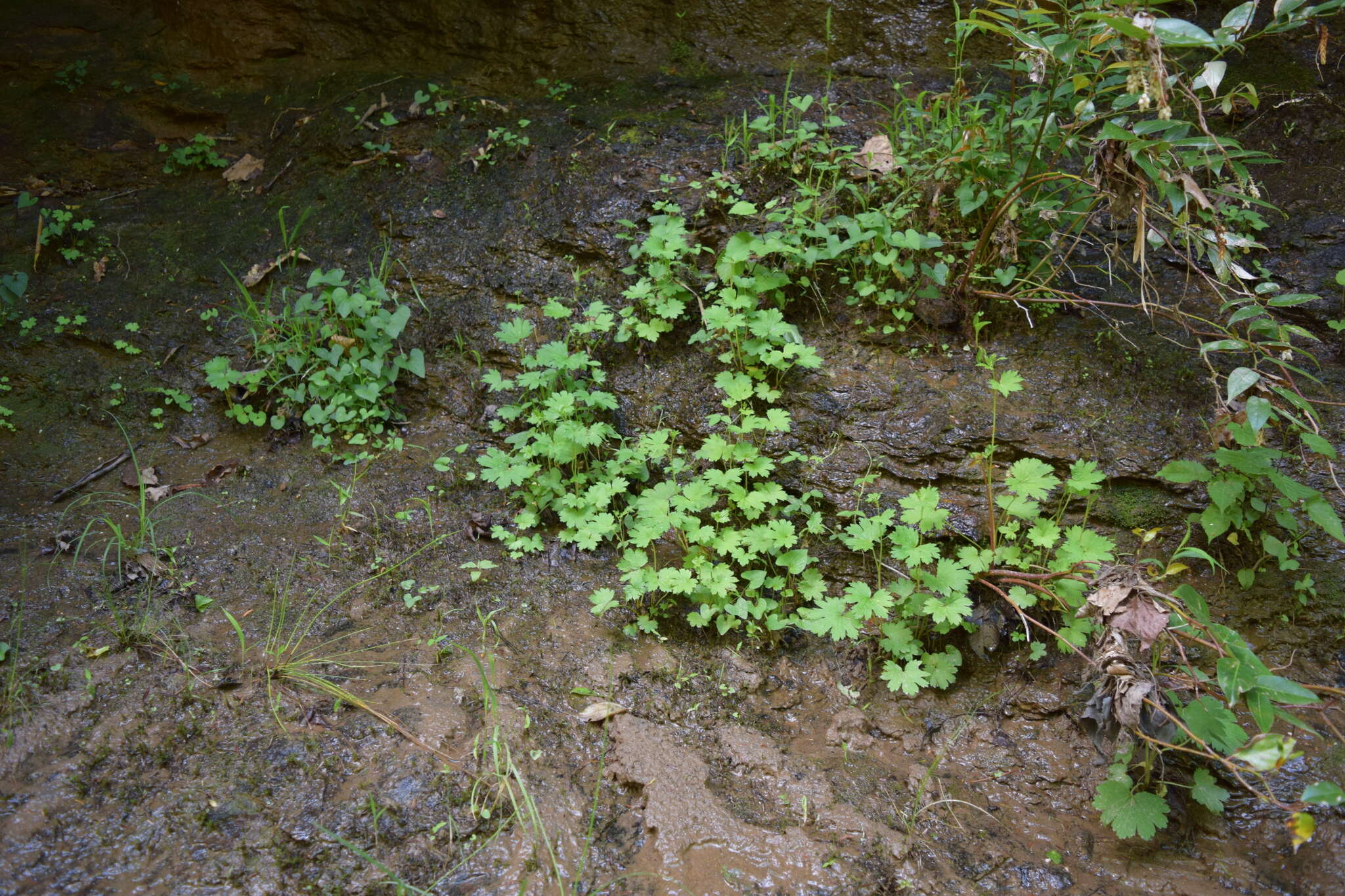 Image of Allegheny brookfoam