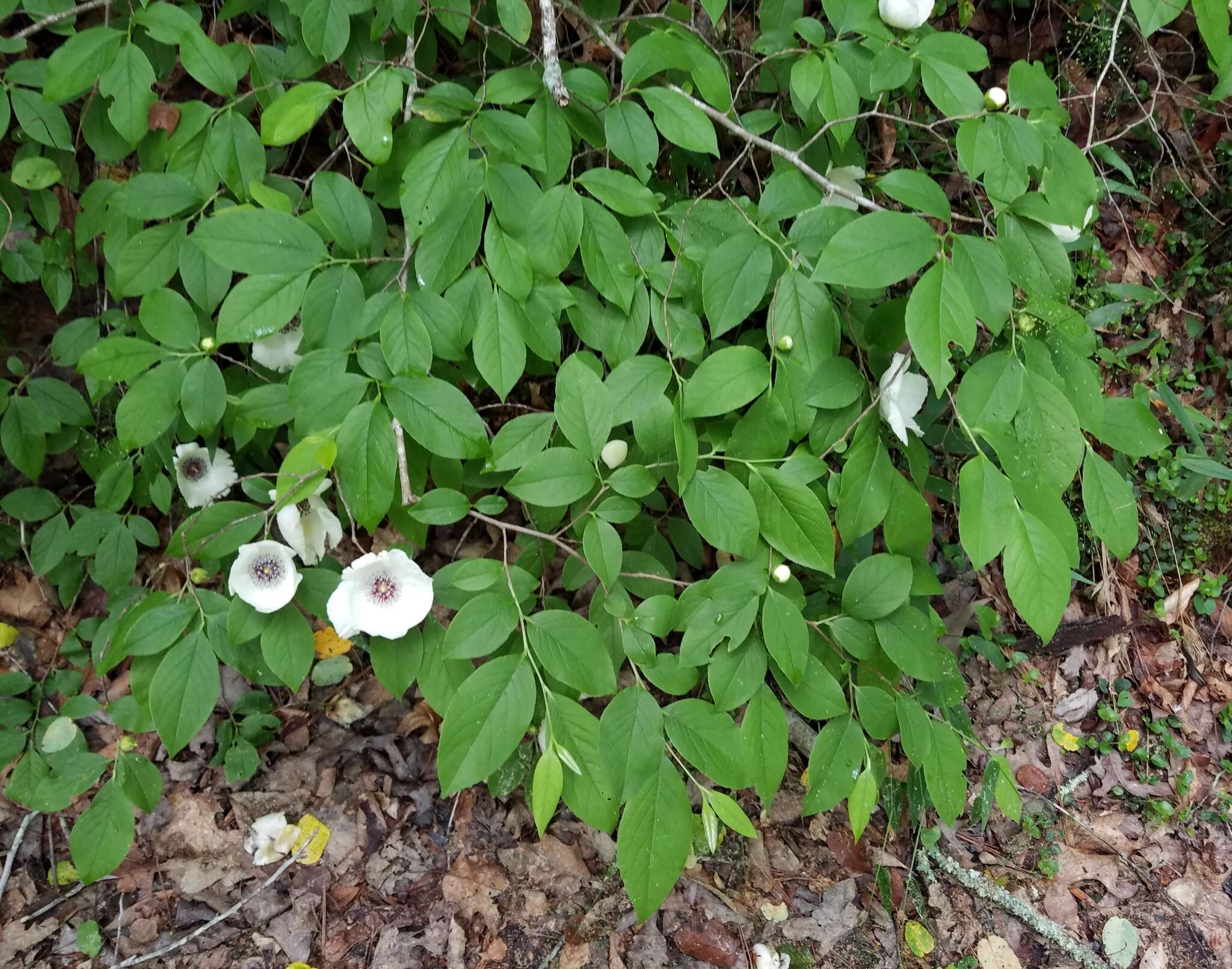 Imagem de Stewartia malacodendron L.