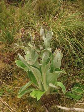 Image of Pleurophyllum hookeri J. Buch.