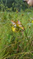 Image of Mountain Sweet Pitcherplant