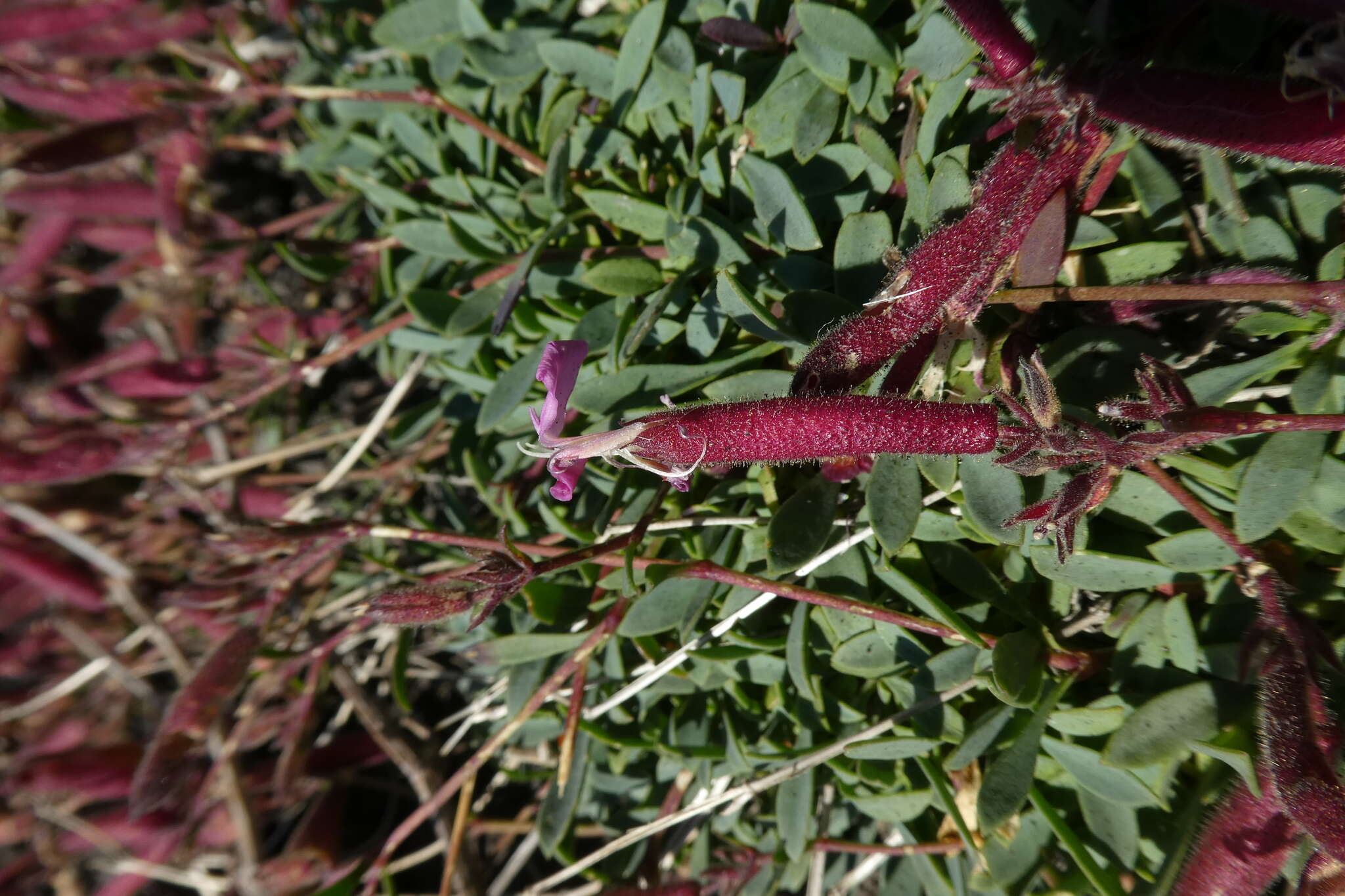 Imagem de Saponaria sicula Raf.