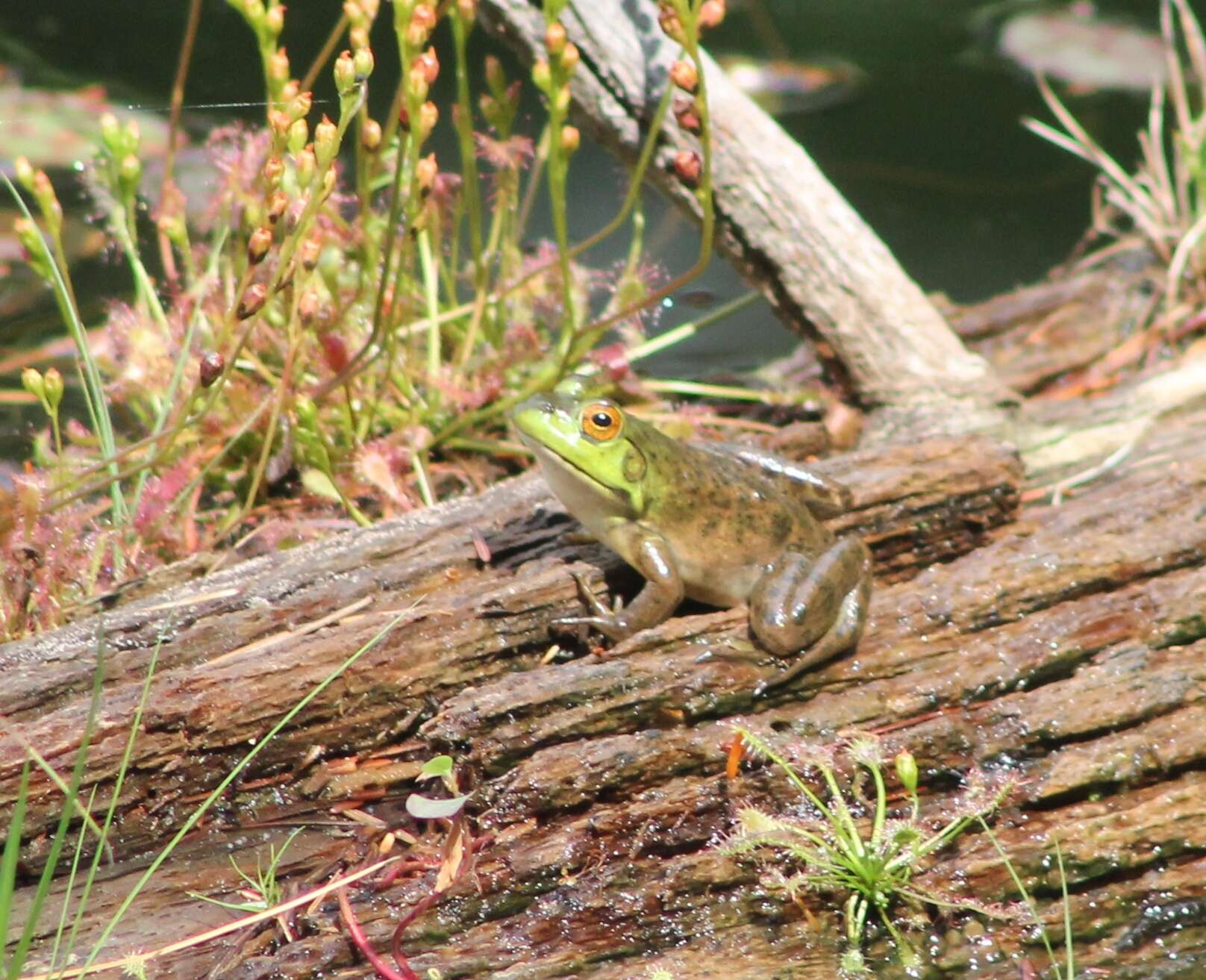 Image of American Bullfrog