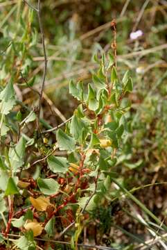 Rumex roseus L. resmi