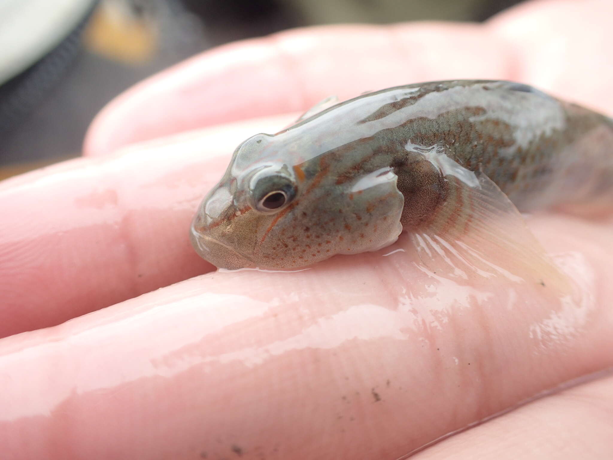 Image of Rhinogobius gigas Aonuma & Chen 1996