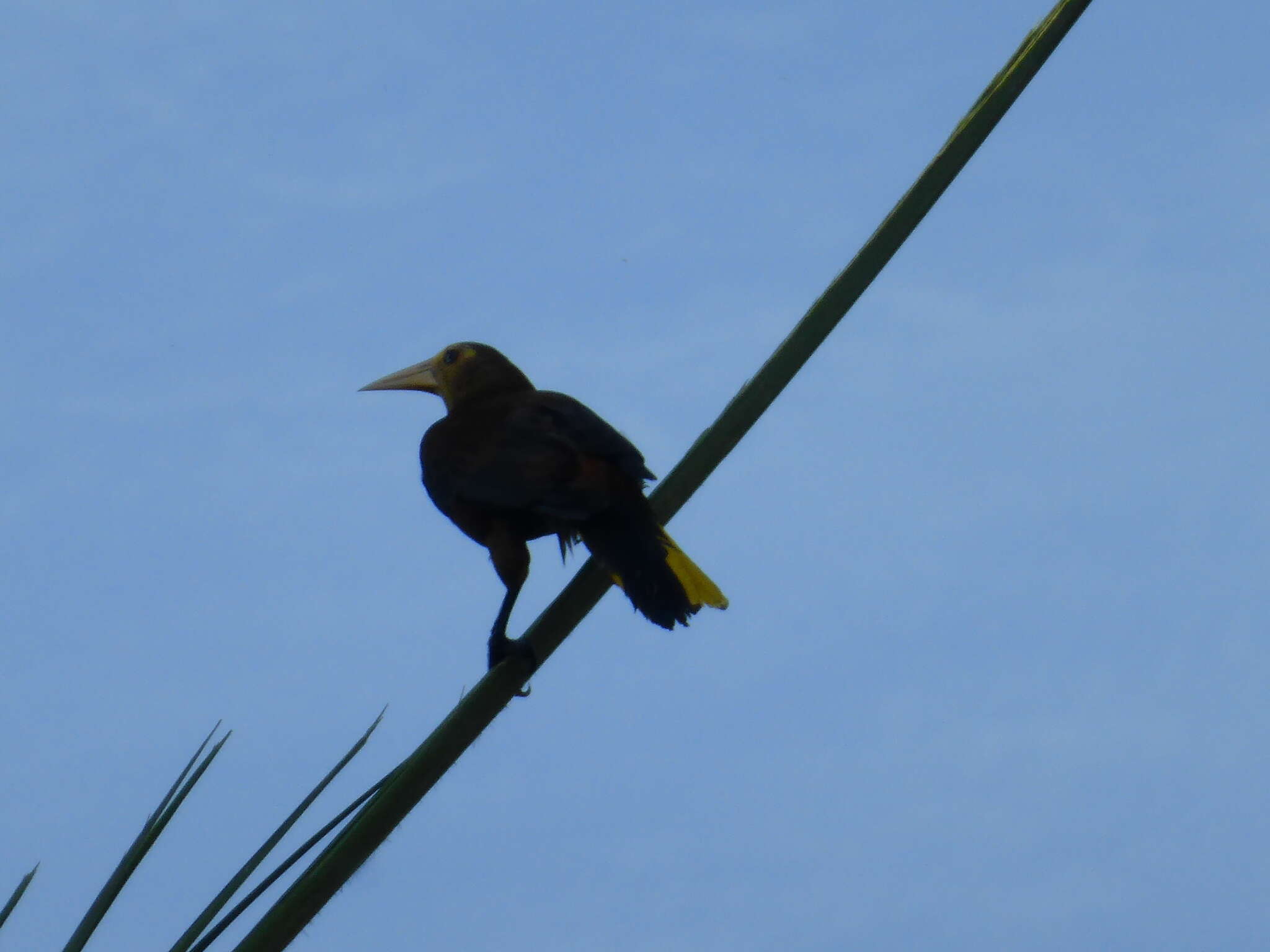 Image of Russet-backed Oropendola