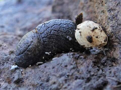 Image of Budapest slug