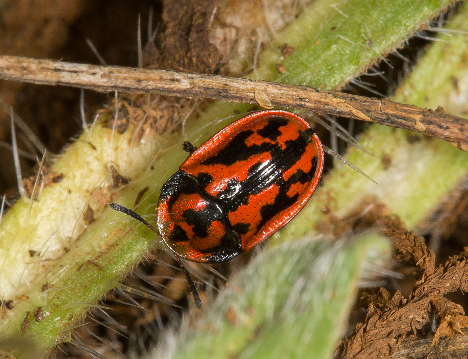 Image of Pilemostoma fastuosa (Schaller 1783)