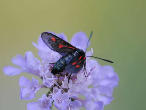 Plancia ëd <i>Zygaena romeo</i>