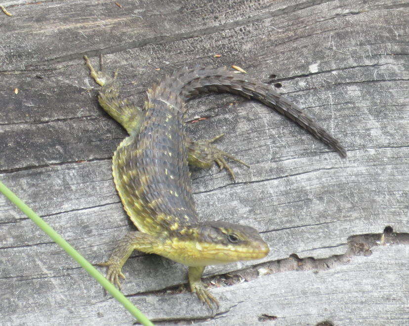 Image of Cape Girdled Lizard