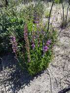 Image of Penstemon spectabilis var. spectabilis