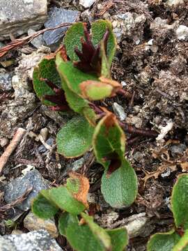 Image of snowbed willow