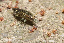 Image of Nipponobuprestis amabilis (Snellen von Vollenhoven 1864)