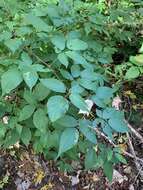 صورة Rubus canadensis L.