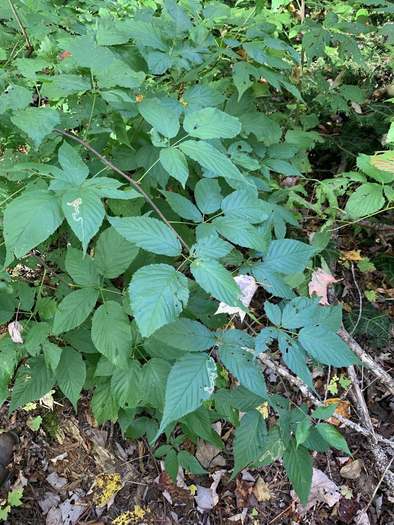 صورة Rubus canadensis L.