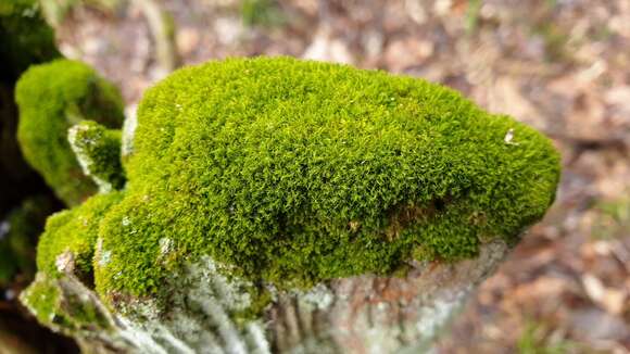 Image of montane dicranum moss