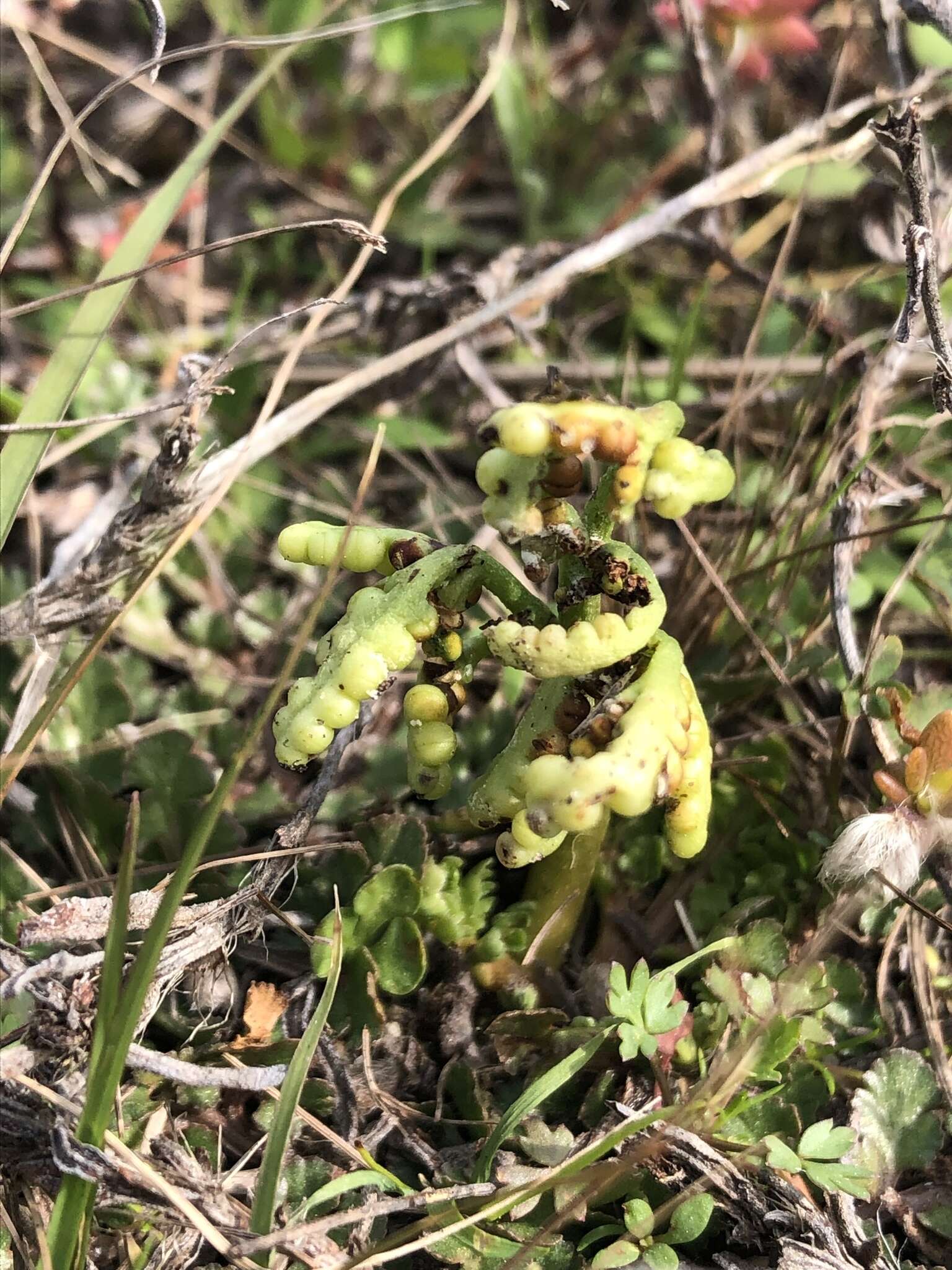 Imagem de Sceptridium lunarioides (Michx.) Holub