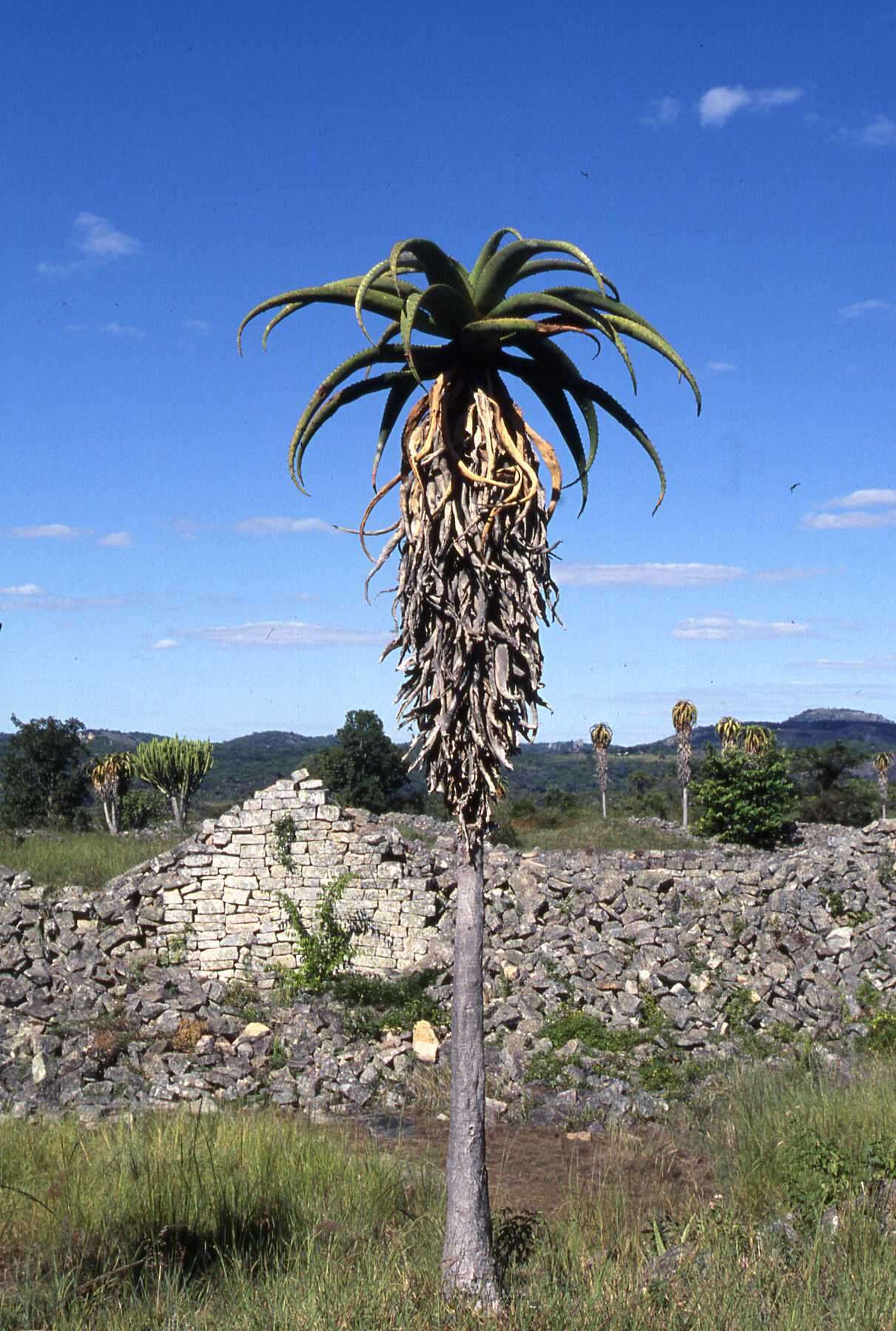 Imagem de Aloe excelsa A. Berger