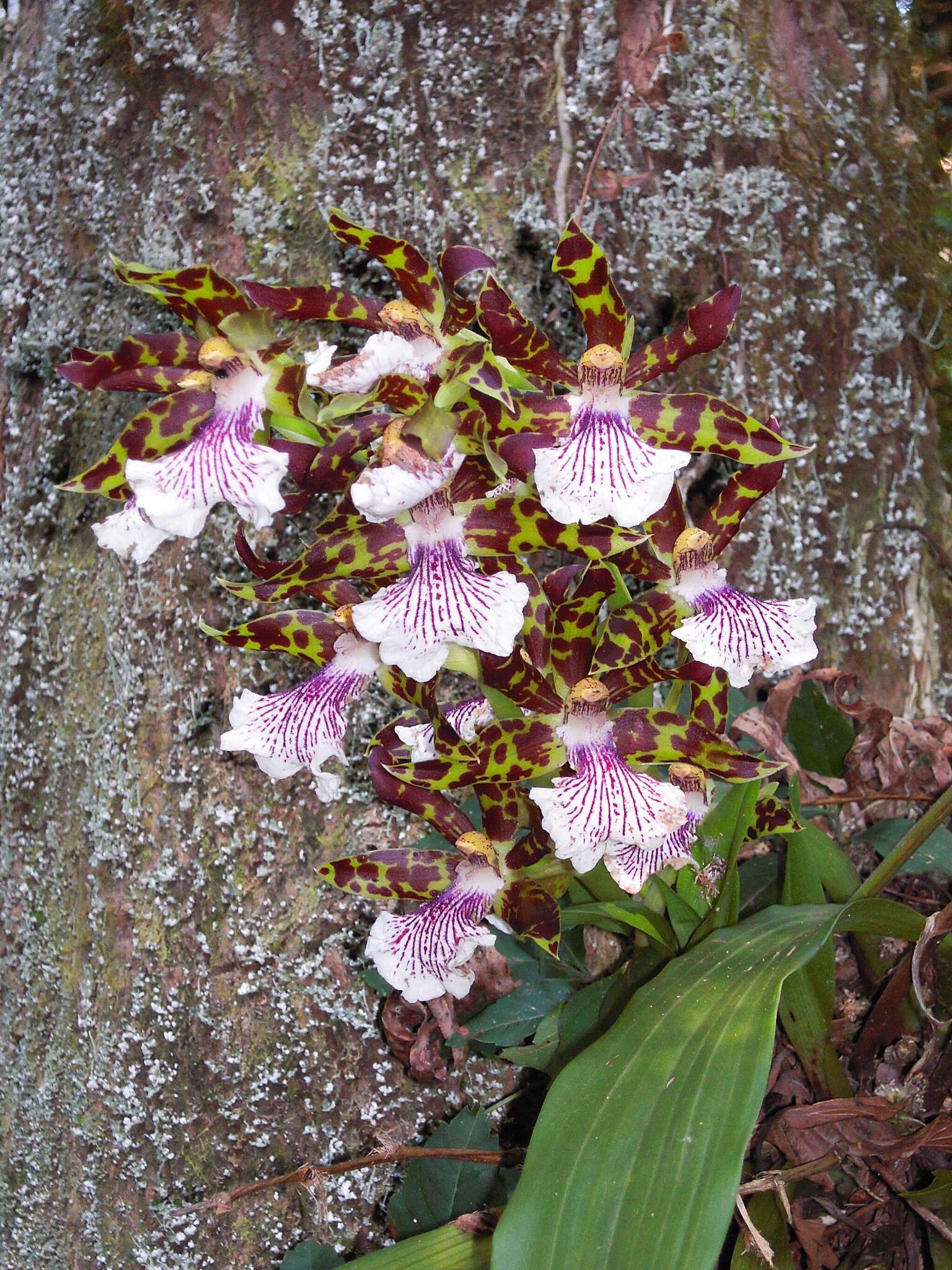 Image of orchid