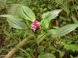 Image of Tococa platyphylla Benth.