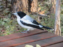 Image of Silver-backed Butcherbird