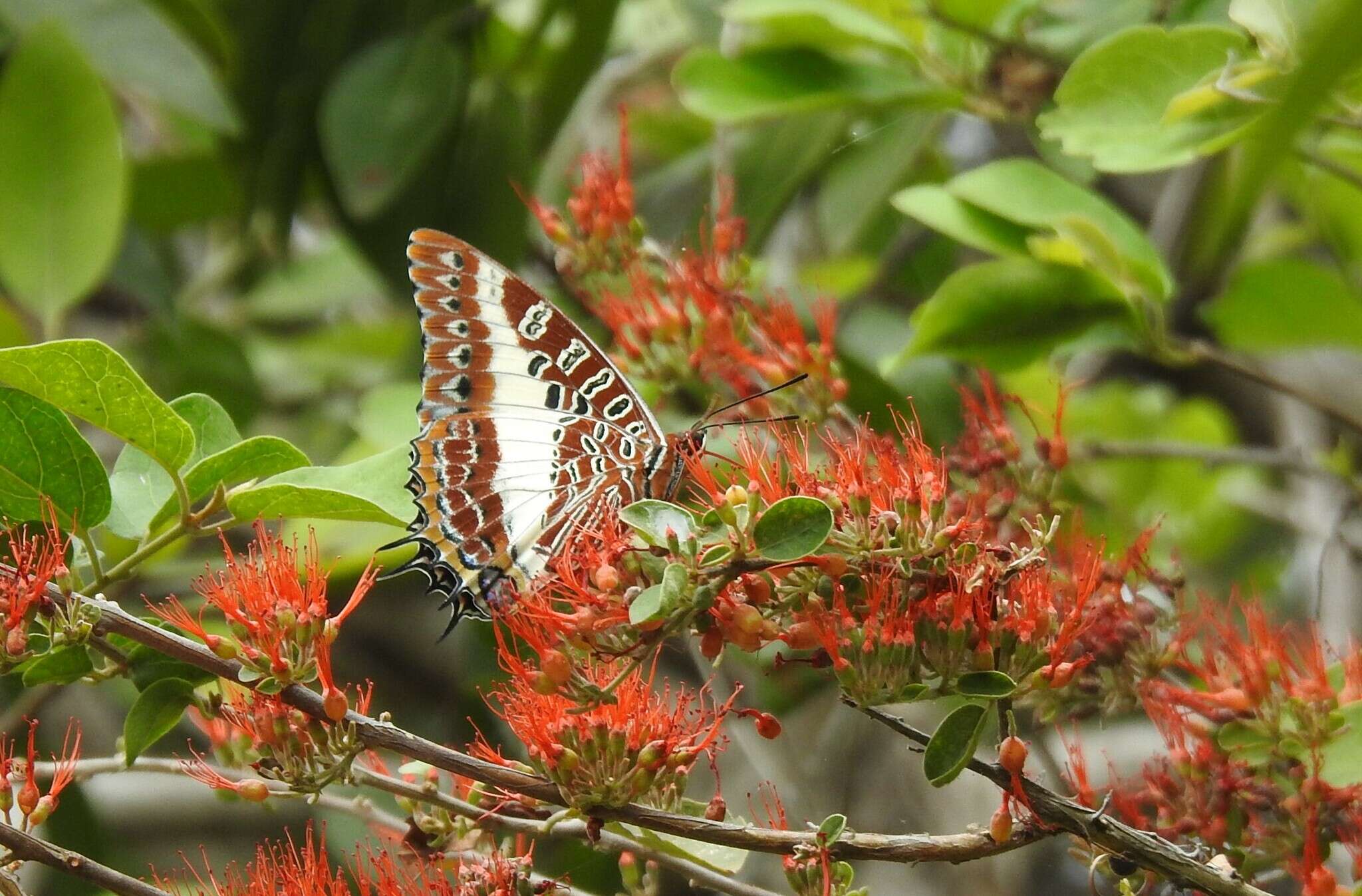 Image of Charaxes brutus