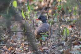 Image of Tataupa Tinamou