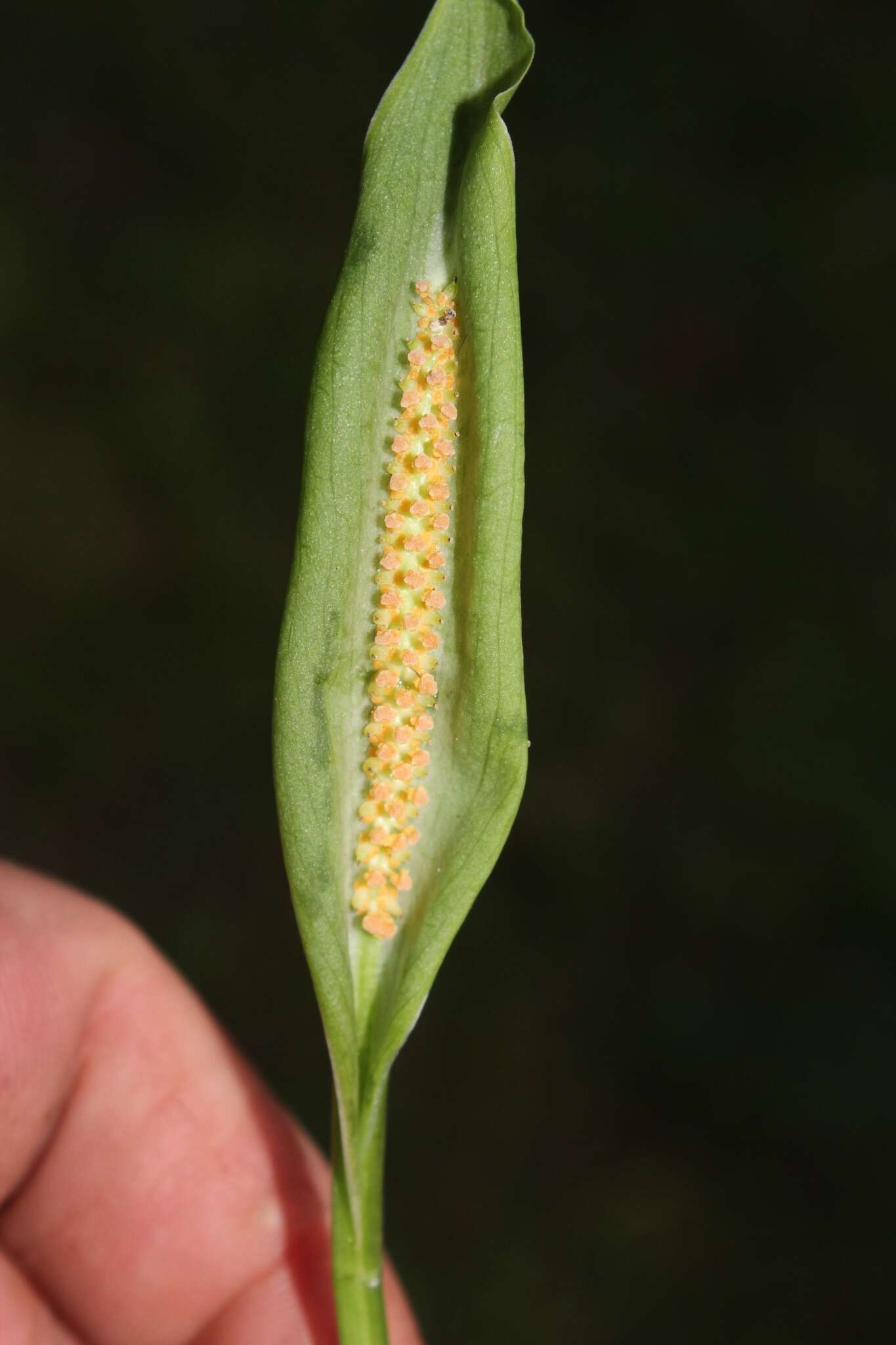 Image of Spathicarpa hastifolia Hook.