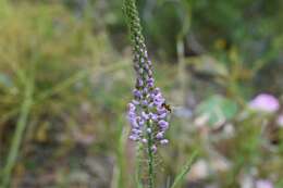 Image of Liniment Plant