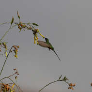 Image of Green-tailed Trainbearer