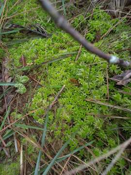 Image of recurved sphagnum