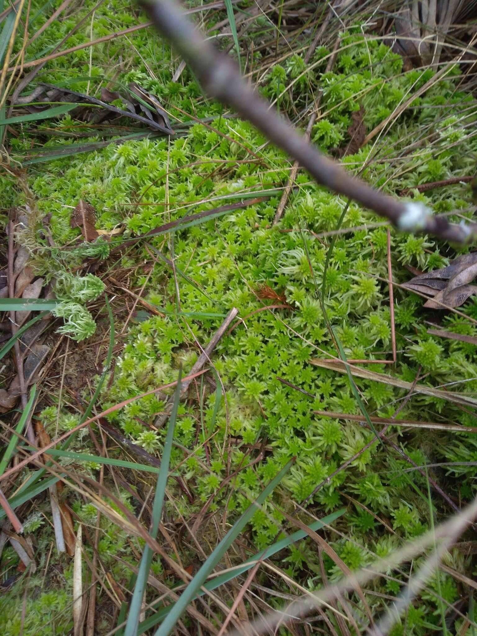 Imagem de Sphagnum recurvum Palisot de Beauvois 1805